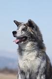 AKITA INU 218